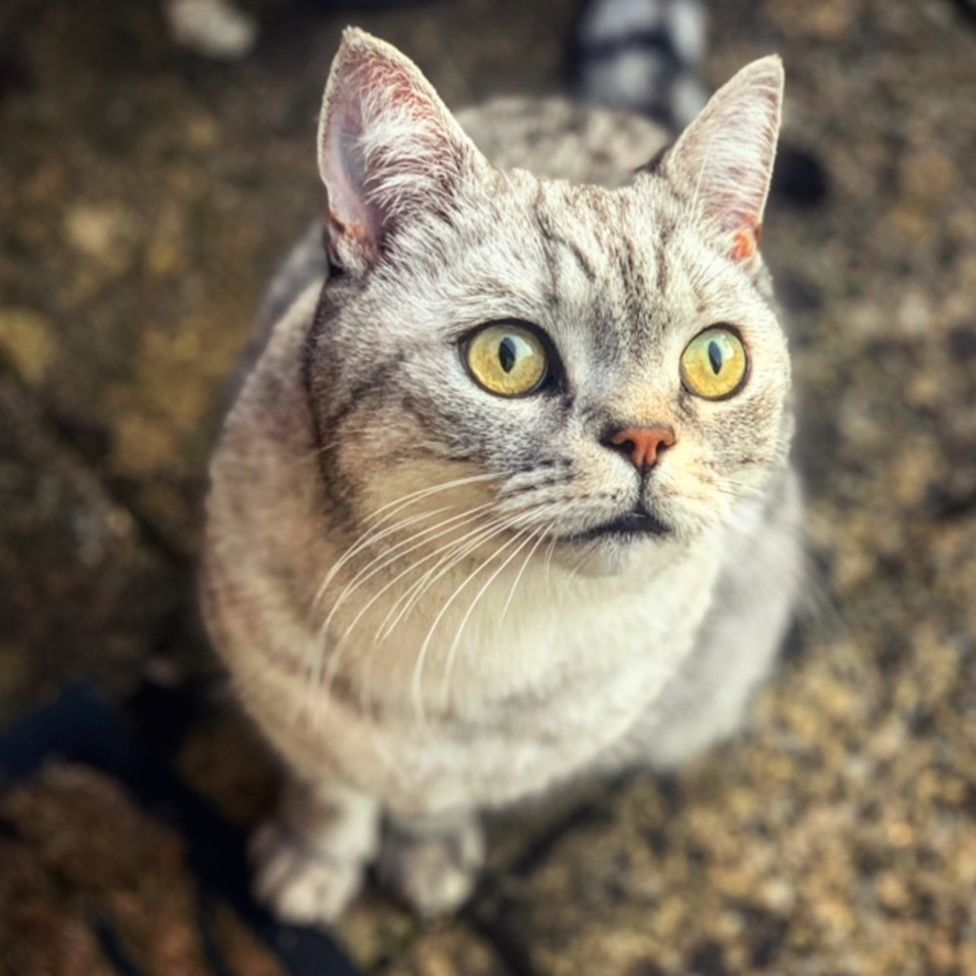 Photo of Eddie, a silver tabby British Shorthair