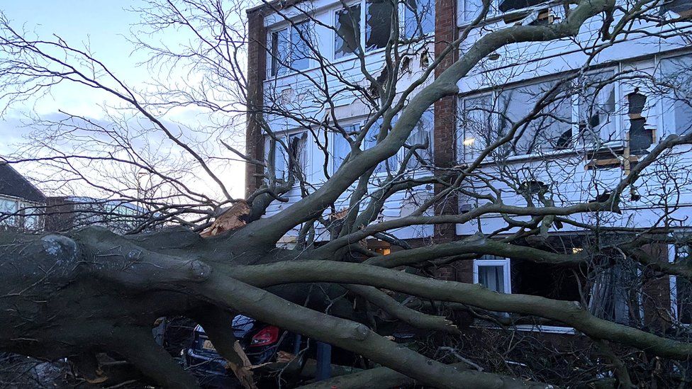 The fallen tree in Hanham