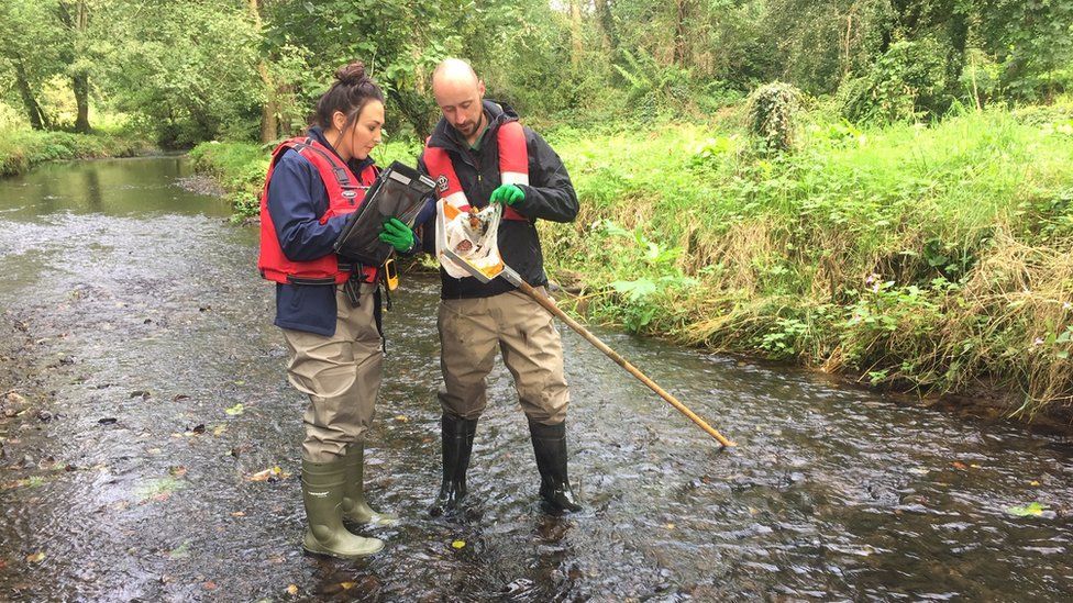 Department of Agriculture, Environment and Rural Affairs staff monitoring water quality at Minnowburn near Belfast