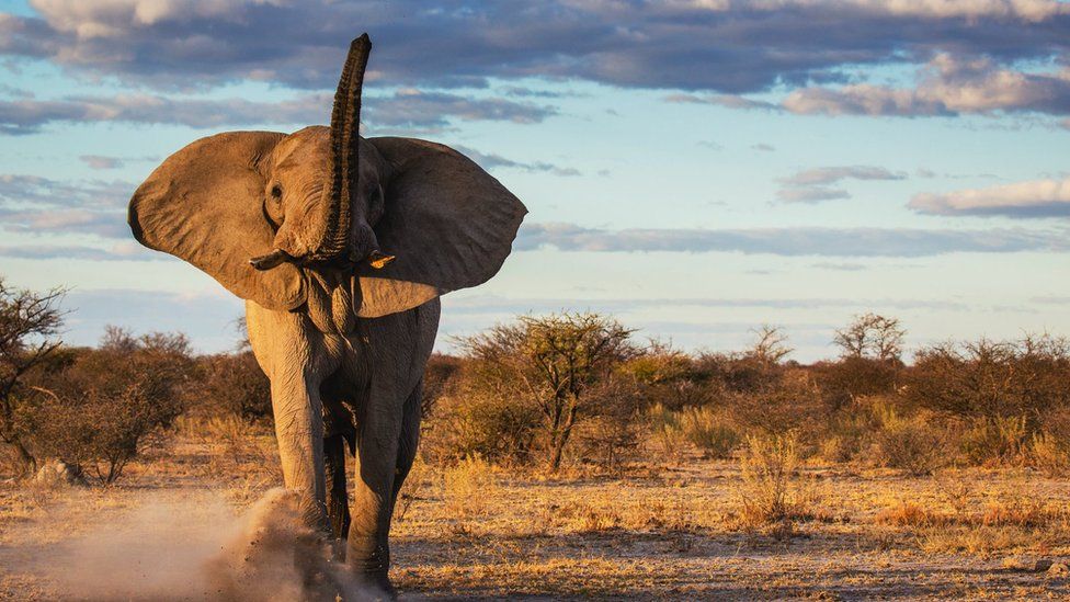 A charging elephant