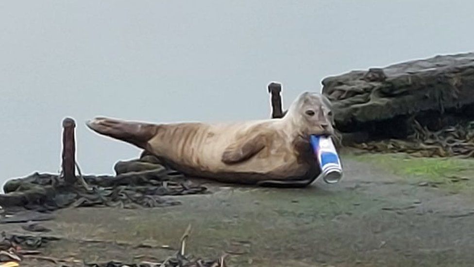 Seal that was spotted in Belfast Lough with a tin drinks-can stuck in its lower jaw.