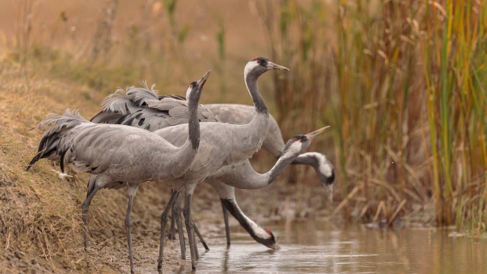 Several cranes in standing in water and tall grasses