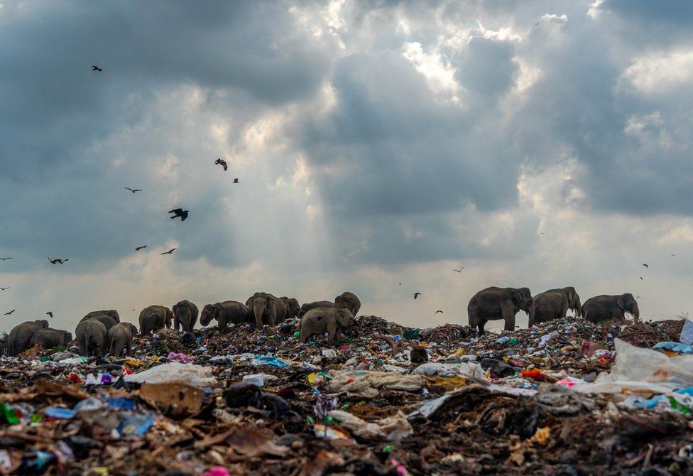 A group of elephants search a garbage dump for food