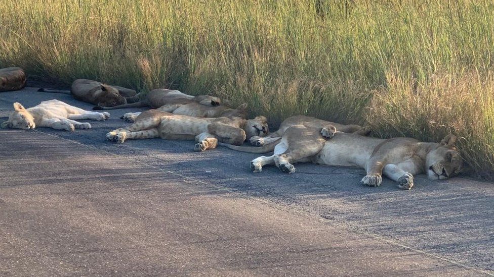 Coronavirus: Lions nap on road during South African lockdown - BBC News