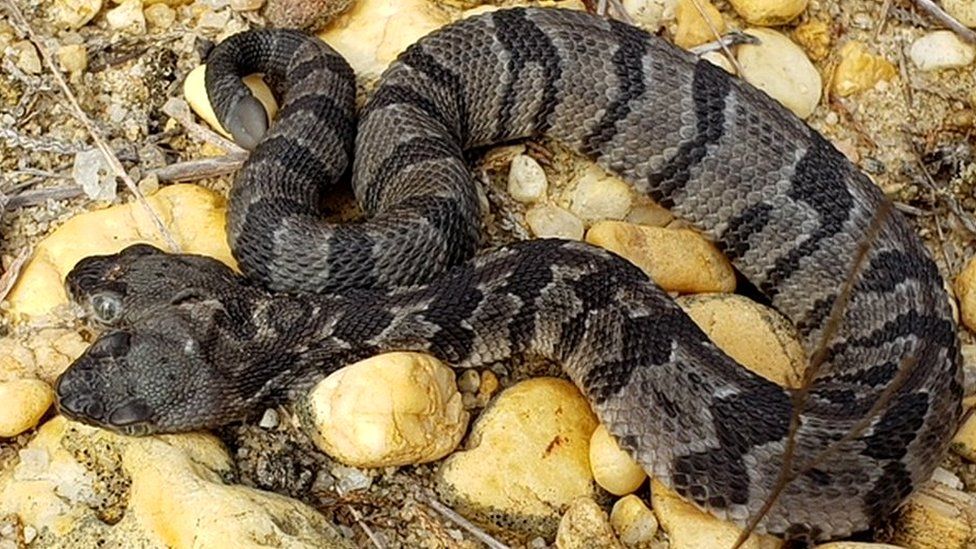 Wildlife Snakes starving because there aren't as many frogs for them