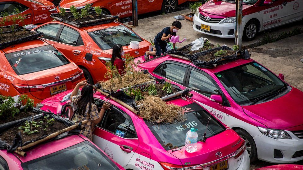 Thai staff members of the Ratchaphruek Taxi Cooperative water their community vegetable garden that was built on top of out of use Thai taxis on September 13, 2021 in Bangkok, Thailand.