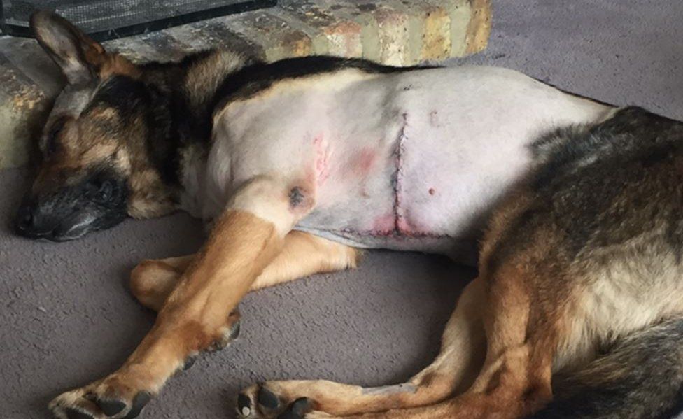 Finn the police dog after his operation