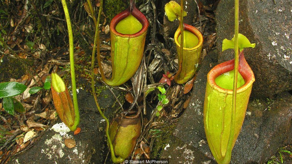 Nepenthes deaniana