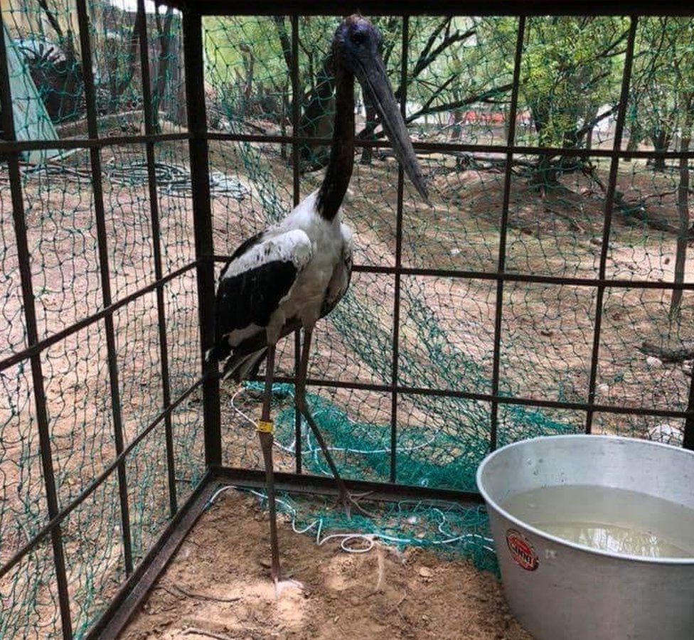 The rescued stork in an enclosure owned by forest officials.