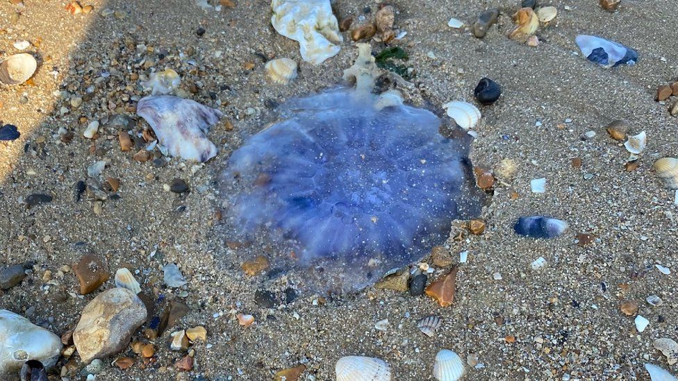 Jellyfish Hundreds Wash Up On Essex Beaches c News