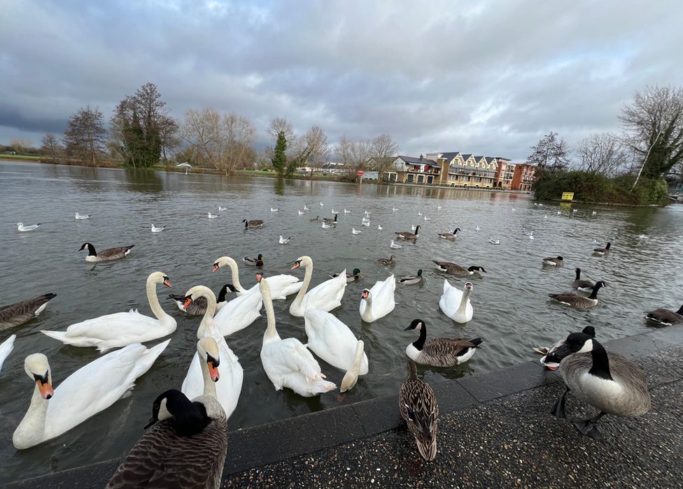 These swans, geese and other birds enjoying a morning on the water in Windsor were captured by Weather Watcher Shadowfoley