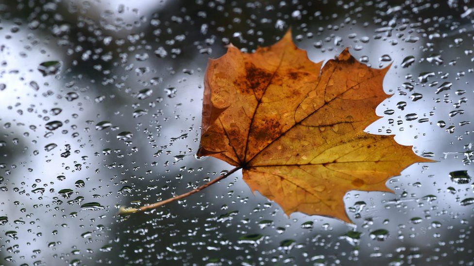 Autumn leaf in the rain