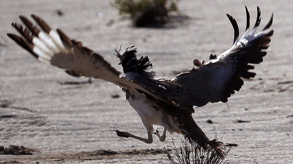 A Houbara bustard during a falconry competition in Hameem, west of Abu Dhabi. Dec 2014