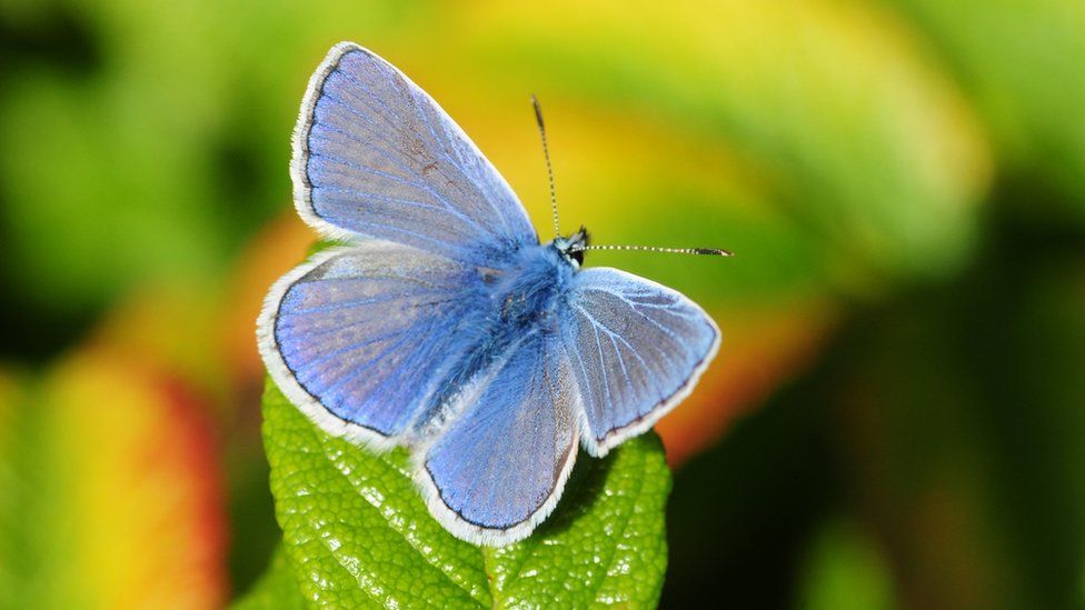 A common blue butterfly rests on a leaf
