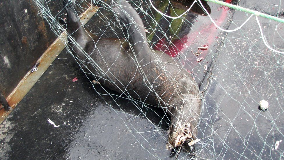 Sea lion caught in fishing net