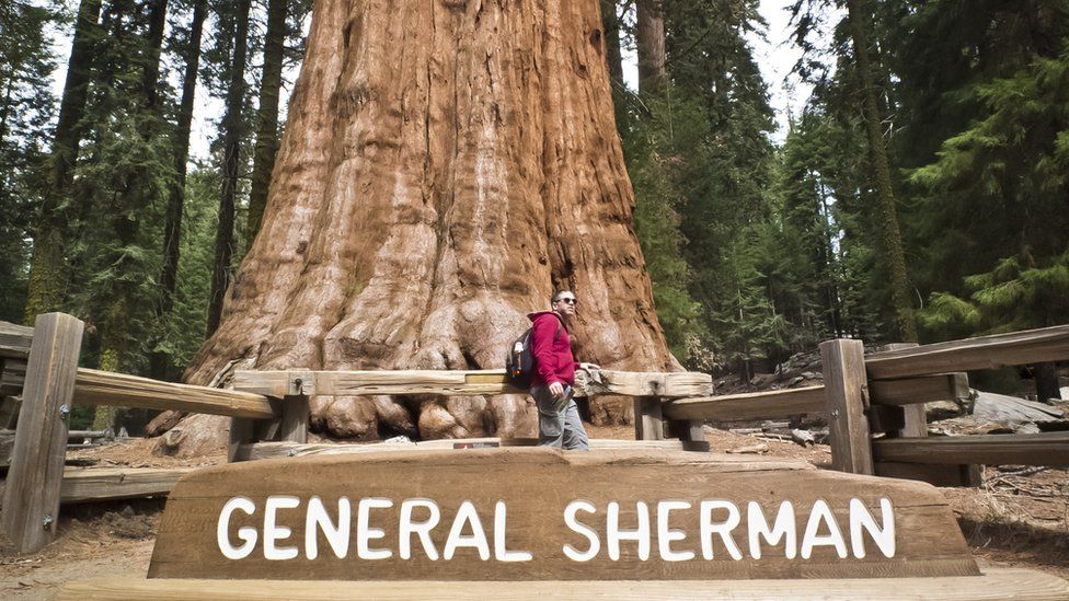 General Sherman tree.