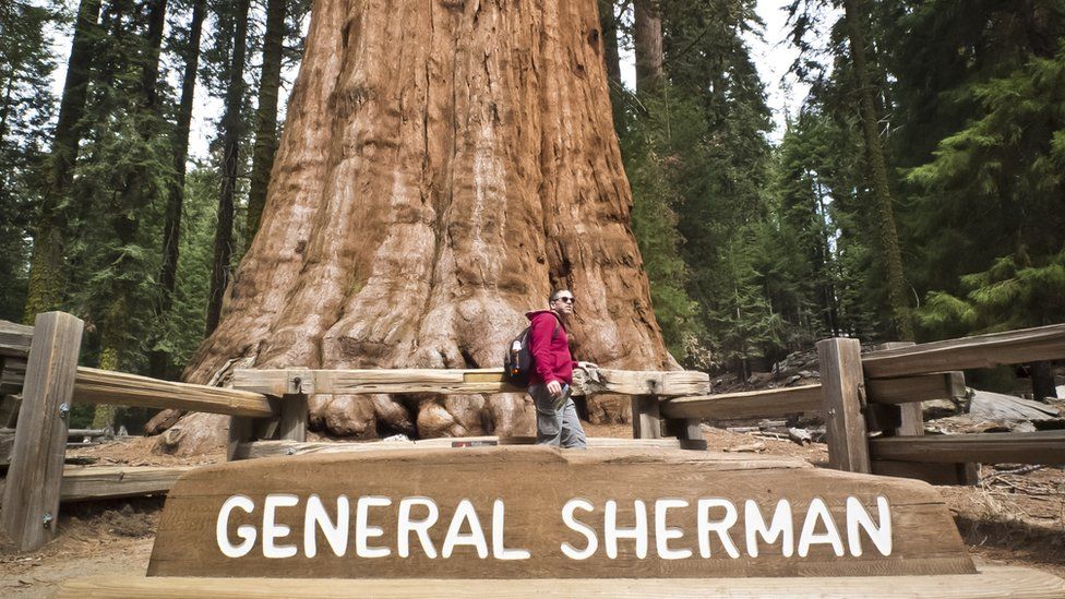 California fires: Blankets wrapped around world&#39;s biggest trees - BBC News