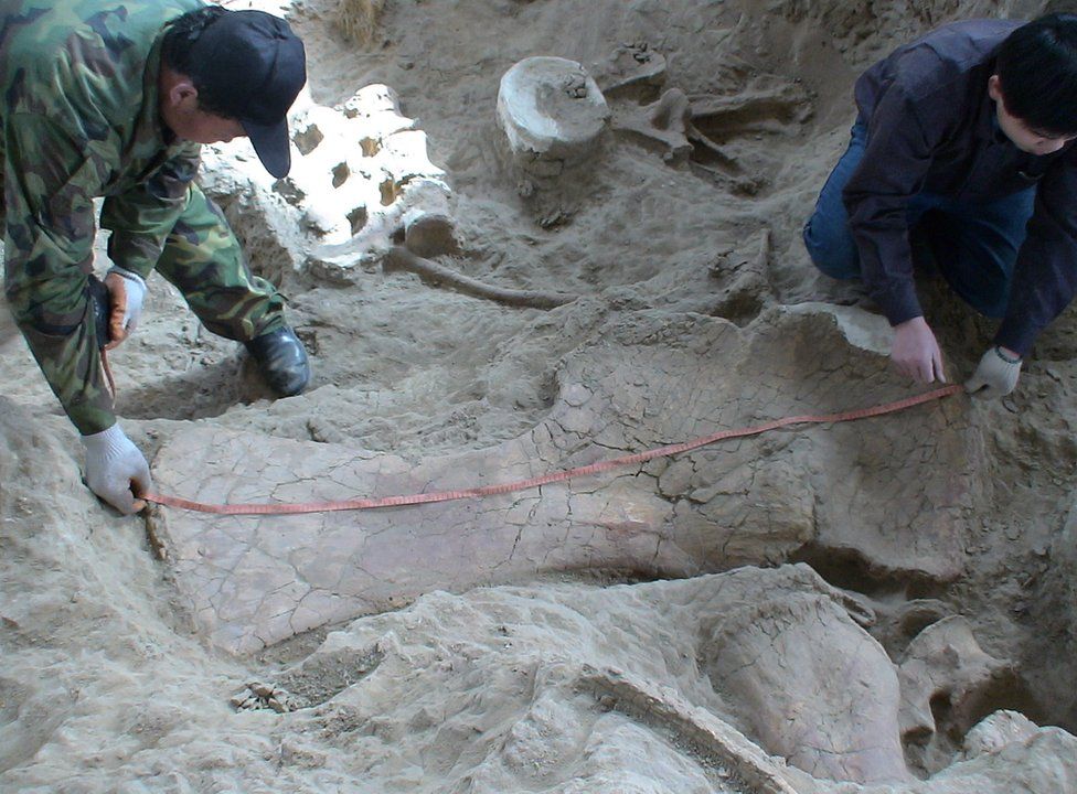 Two technicians with a read measuring tape stretched across a large dinosaur fossil
