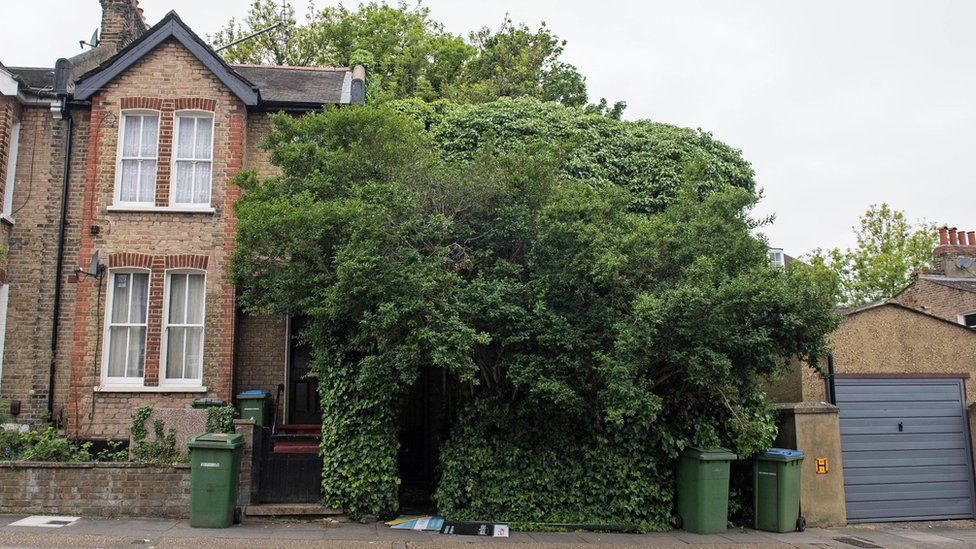 Blackheath house 'swallowed' by plants sold for £554,000 BBC News