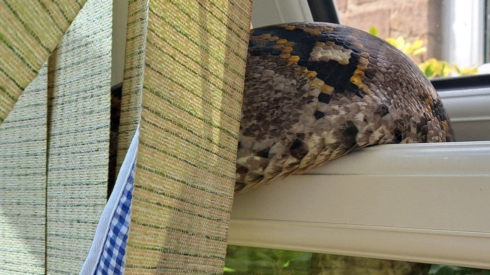 Snake in window