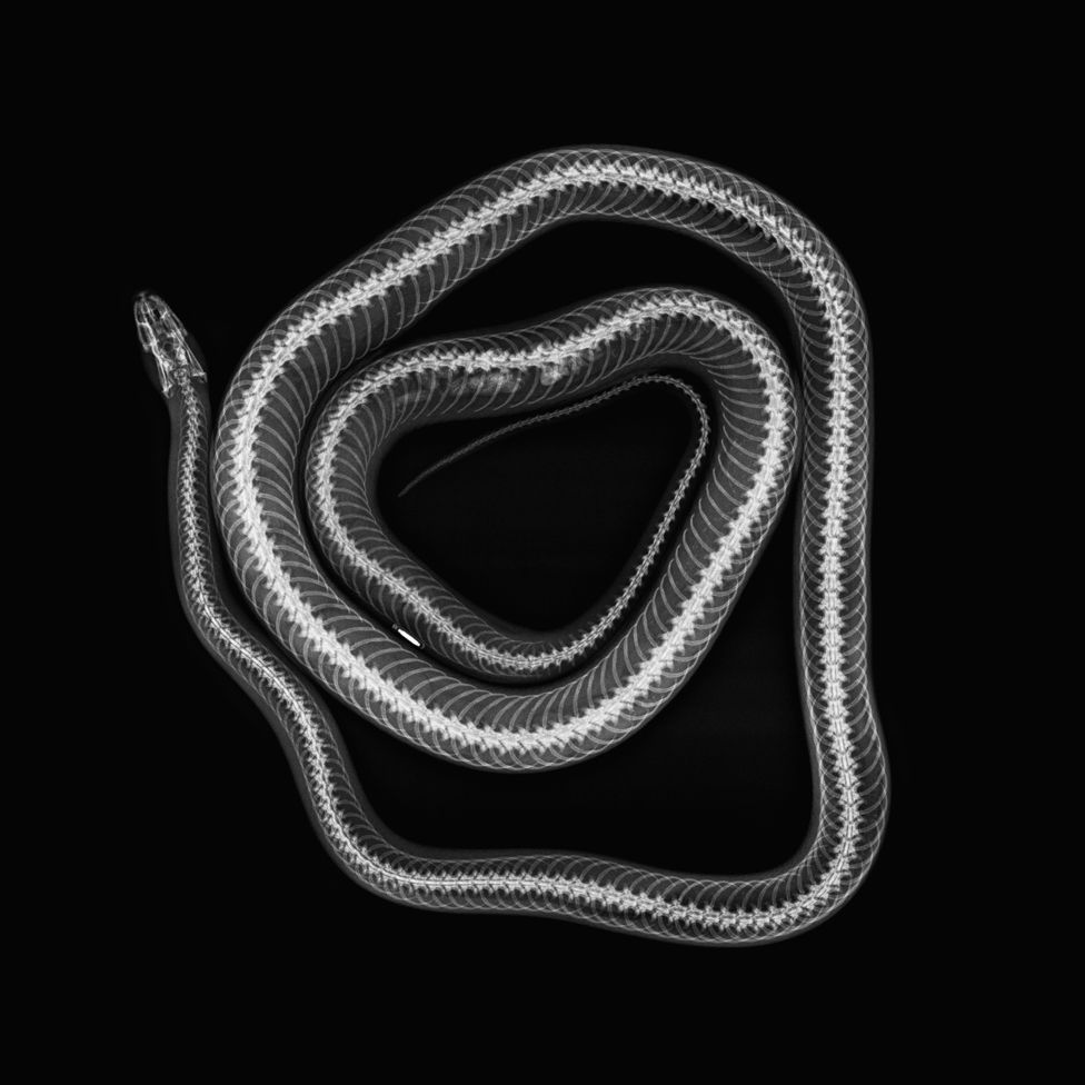 Cornelius - corn snake (Pantherophis guttatus)