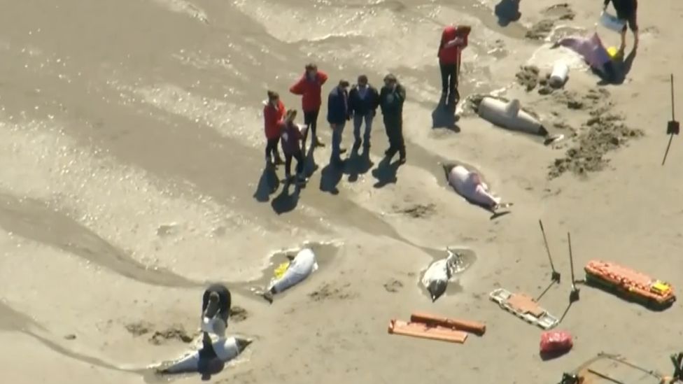 Спасатели облили морской водой, чтобы попытаться оживить дельфины