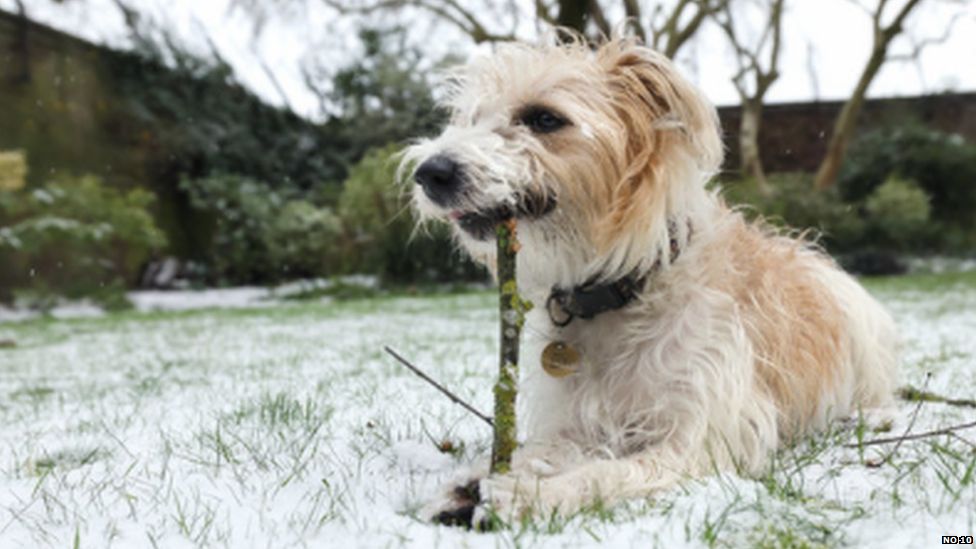 Picture of the PM's dog Dilyn in the Downing Street garden