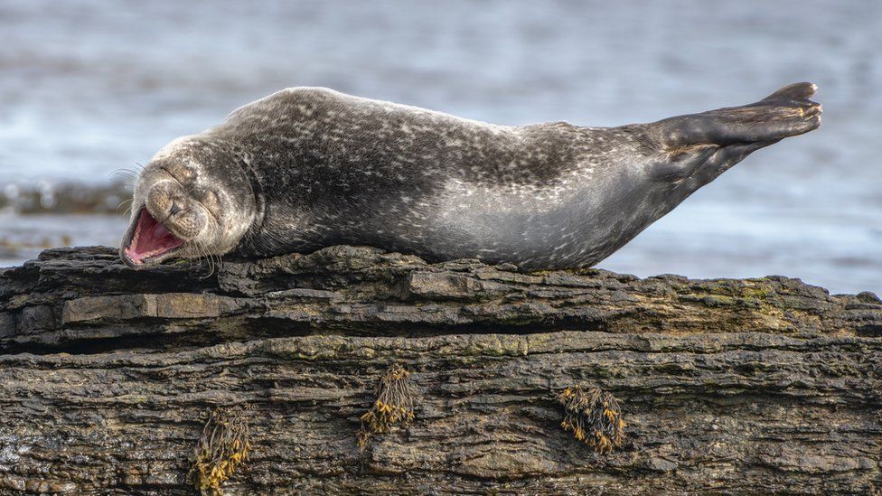 A large seal lying on a rock appearing to laugh