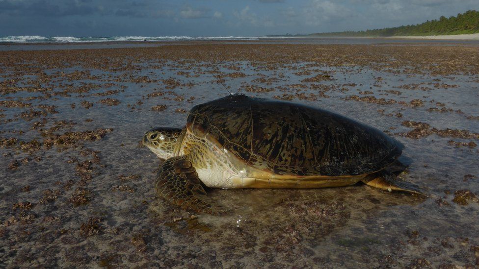 Swansea University study tracks nesting turtle numbers - BBC News