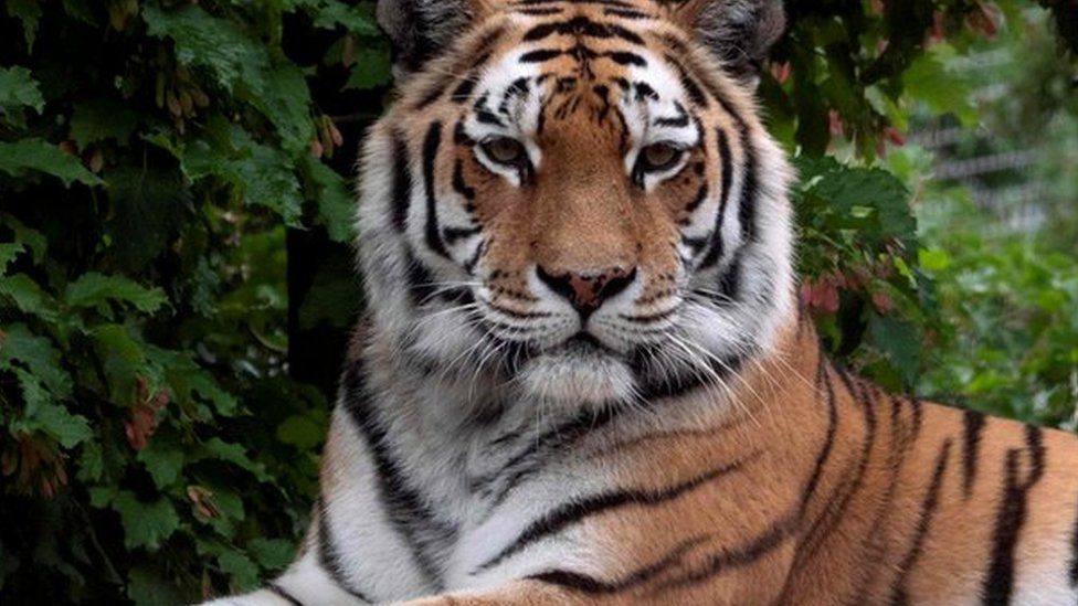 A Siberian tiger at an enclosure
