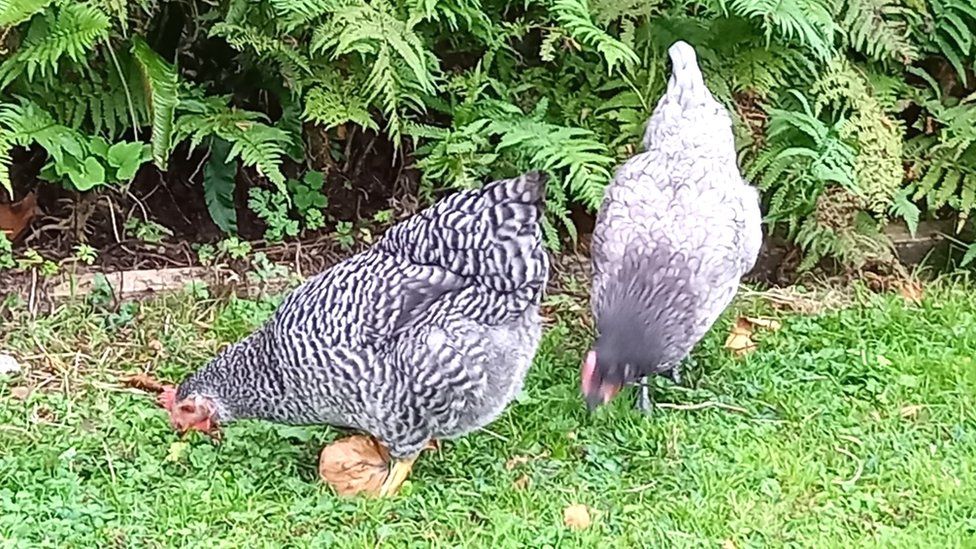 Hens in Wales