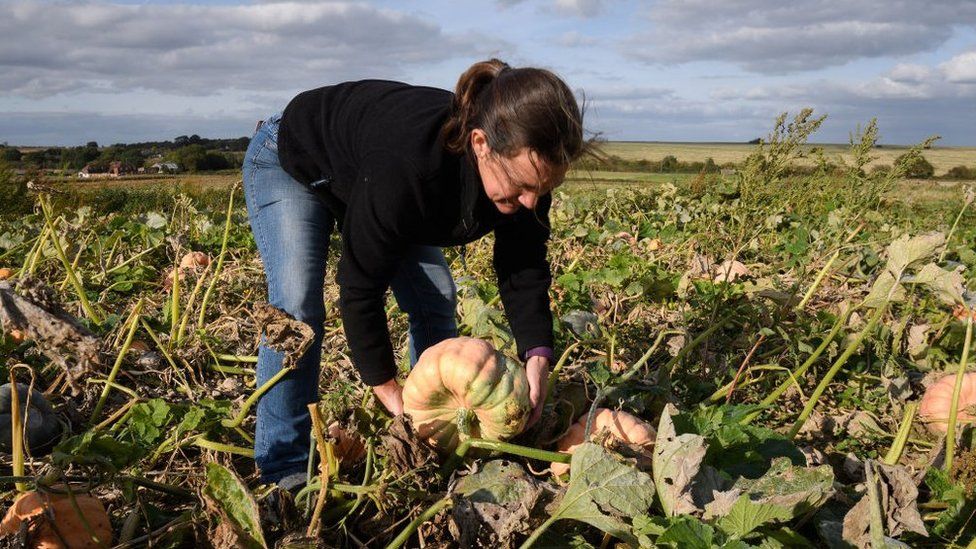 Farmer in a field in Hoo, England