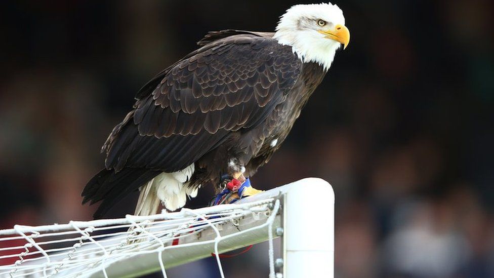 Kayla, the Crystal Palace eagle perches on the crossbar prior to the Barclays Premier League match between Crystal Palace and Manchester United at Selhurst Park on May 9, 2015 in London