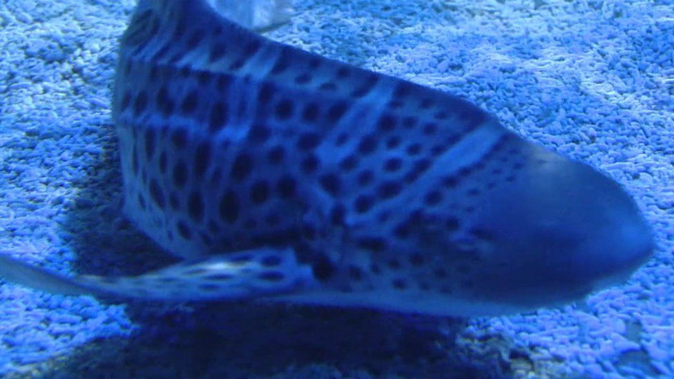 Zebra shark