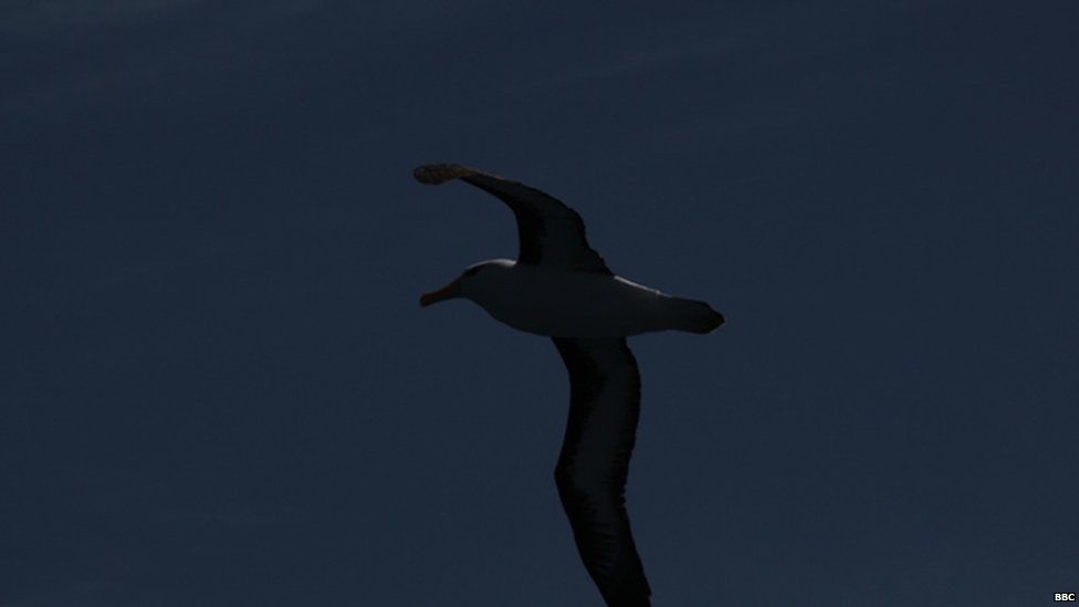A black browed albatross soaring in a dark blue sky.
