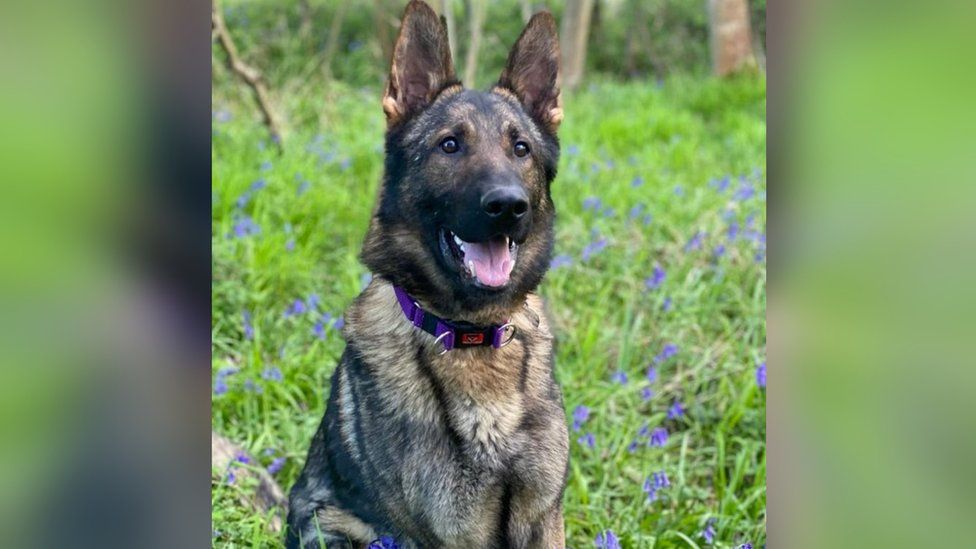 ex-police-dog-joins-northamptonshire-search-and-rescue-team-bbc-news