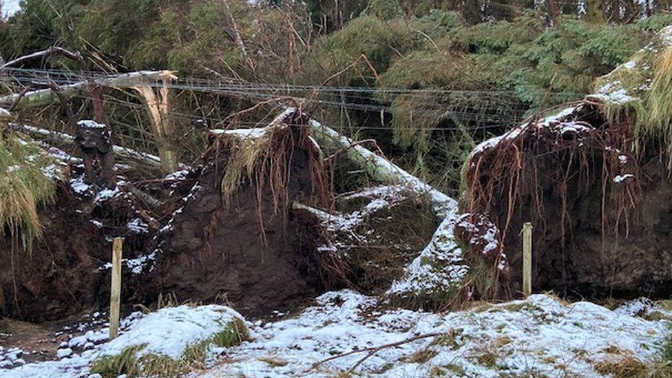 Trees fallen onto power lines after Storm Arwen