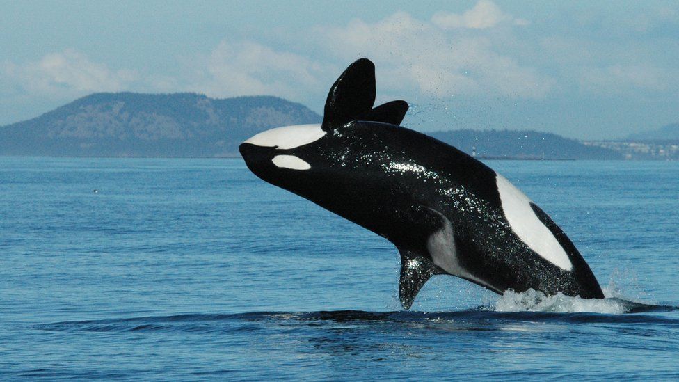 A killer whale breaches above bright blue water