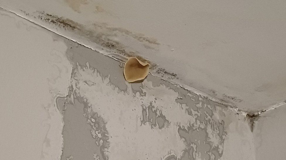 Mushroom growing from mould