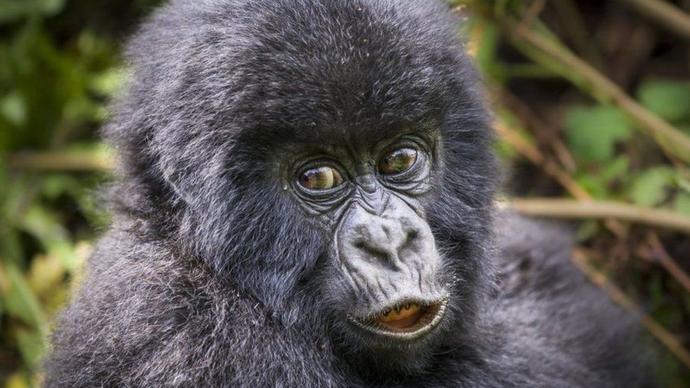 An infant mountain gorilla