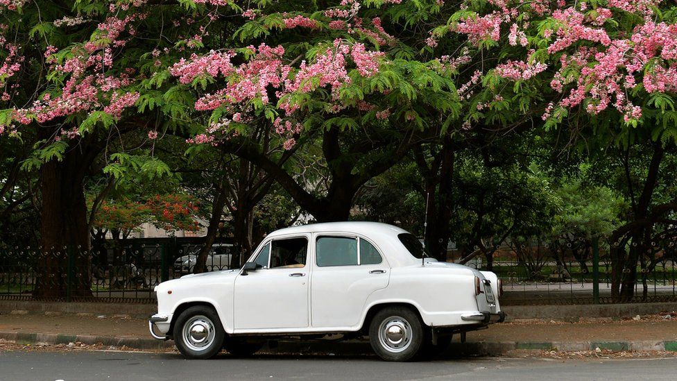 An Ambassador car stands parked under a blossoming tree in Bangalore (30 May 2014)