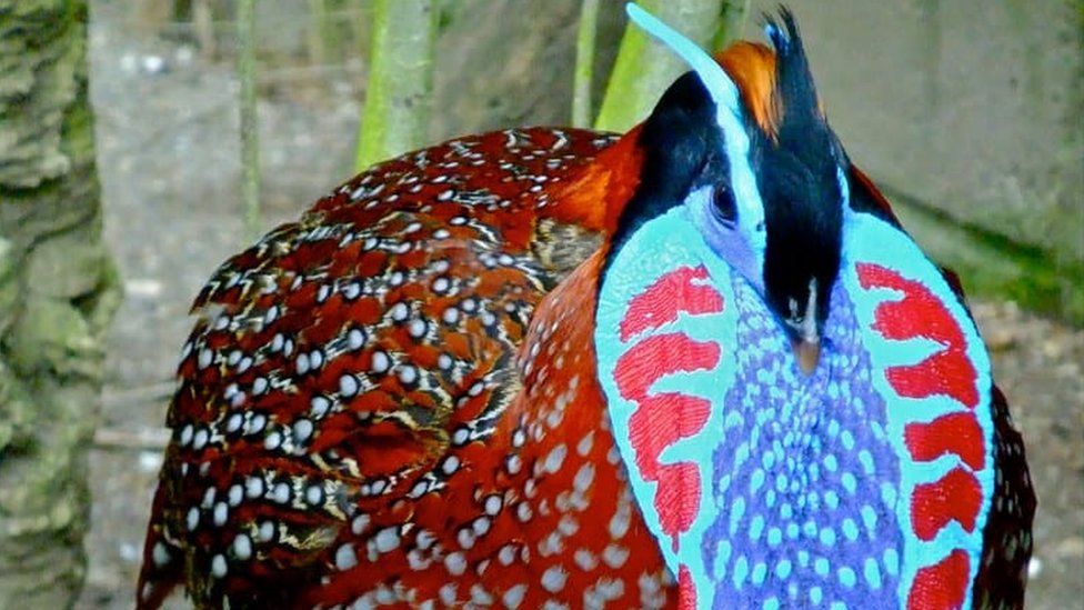 A tragopan pheasant