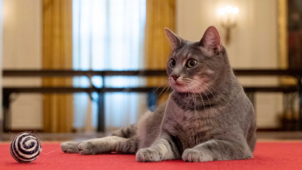 Willow, the White House's newest resident, in a photo shared online by Jill Biden