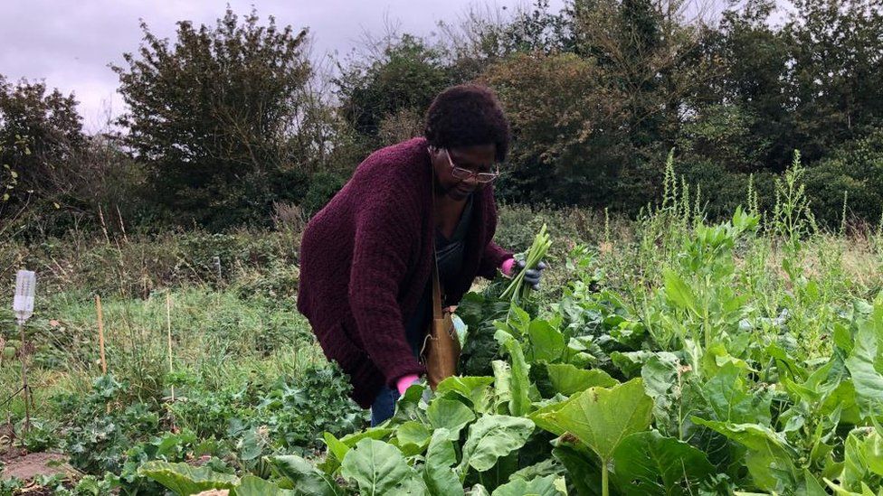 Dark-haired woman in purple top picks large leaves at an allotment