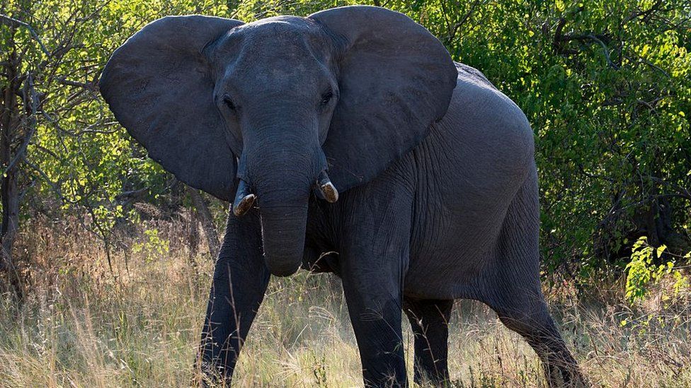 African Savanna elephant in Botswana