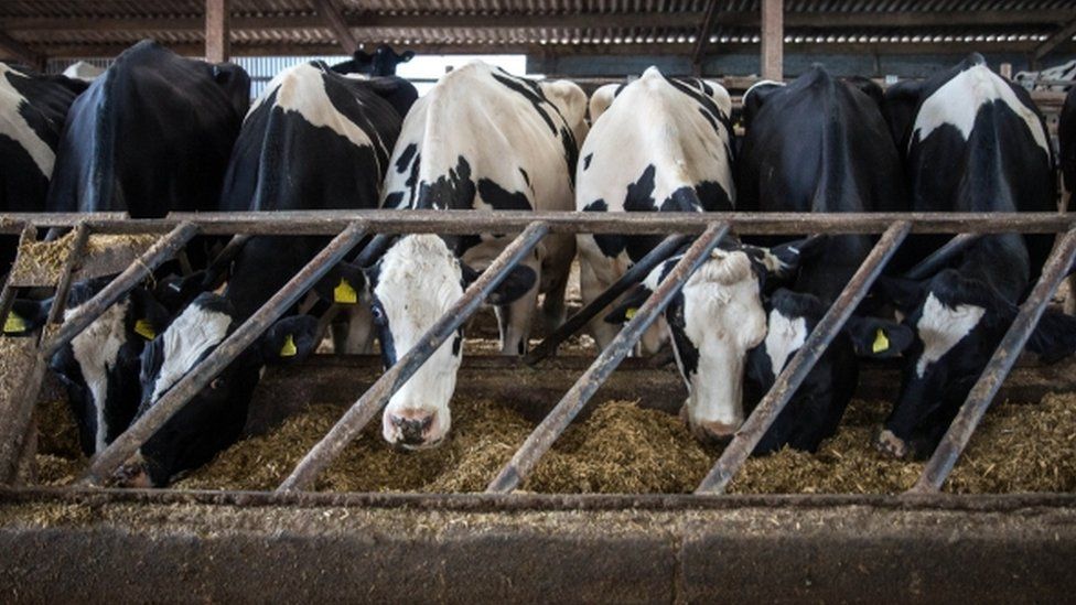 First Milk Haverfordwest creamery to get £6.5m investment - BBC News