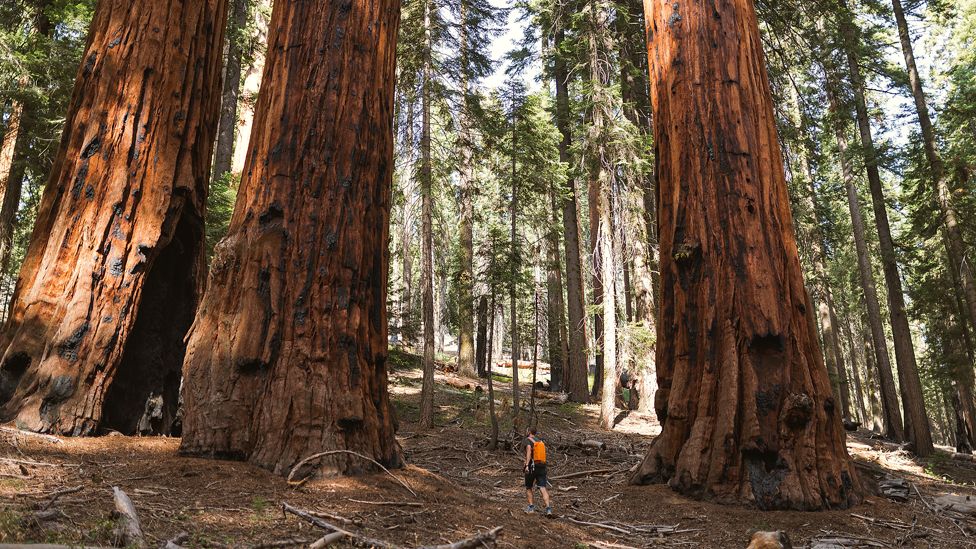 Redwoods