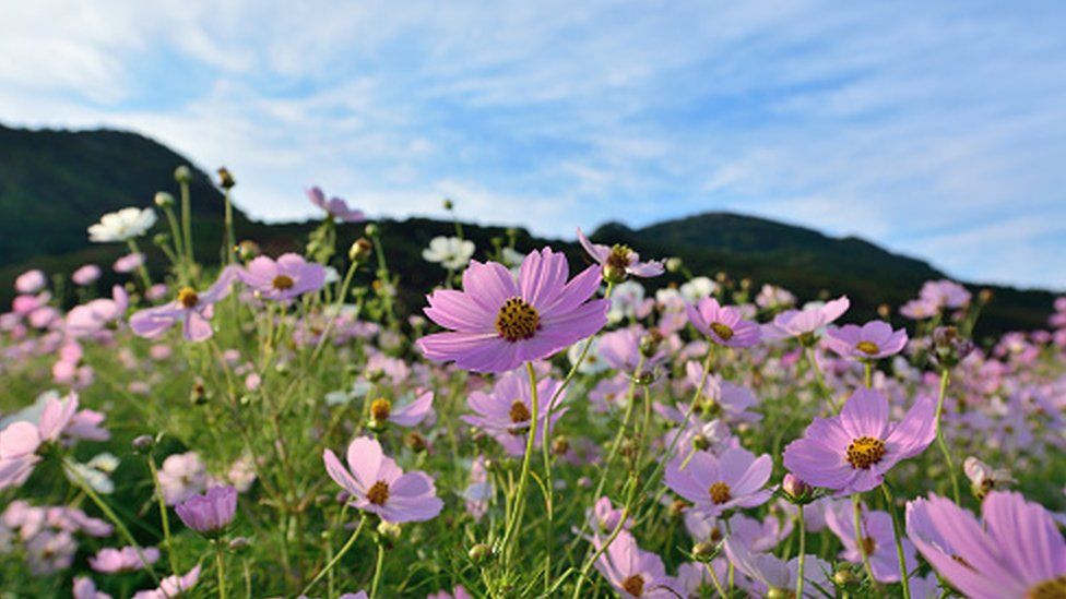 Flowers blooming in a field