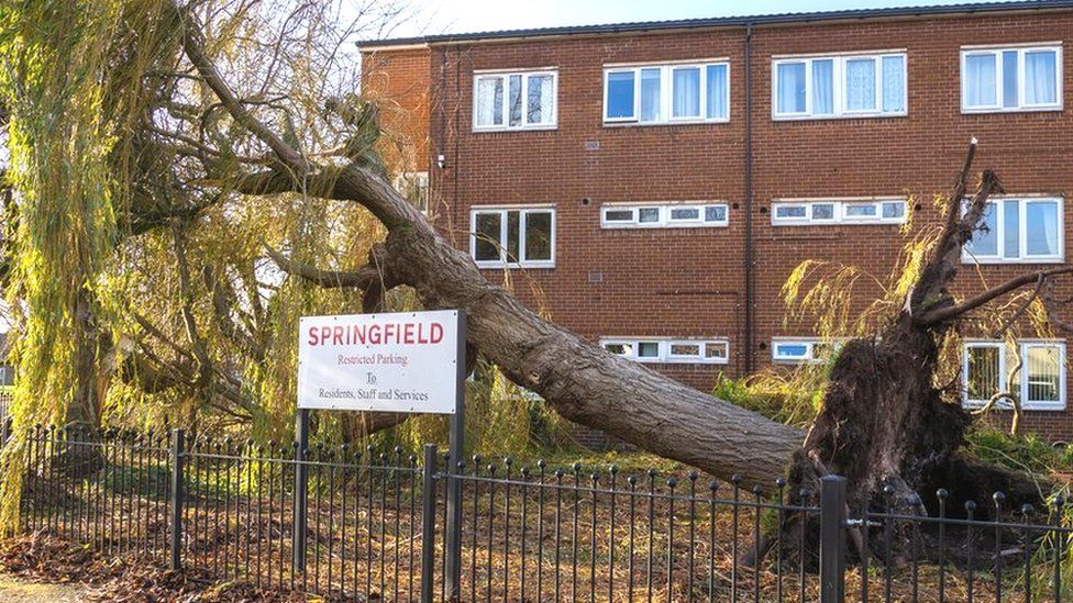 Fallen tree outside homes in Wrexham