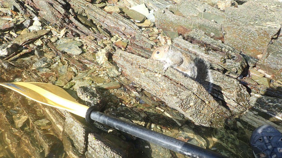 Squirrel after rescue